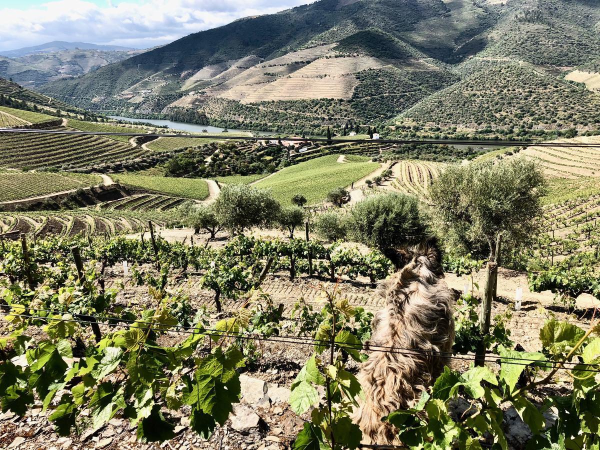 Quinta Da Gricha Hotell Ervedosa do Douro Eksteriør bilde
