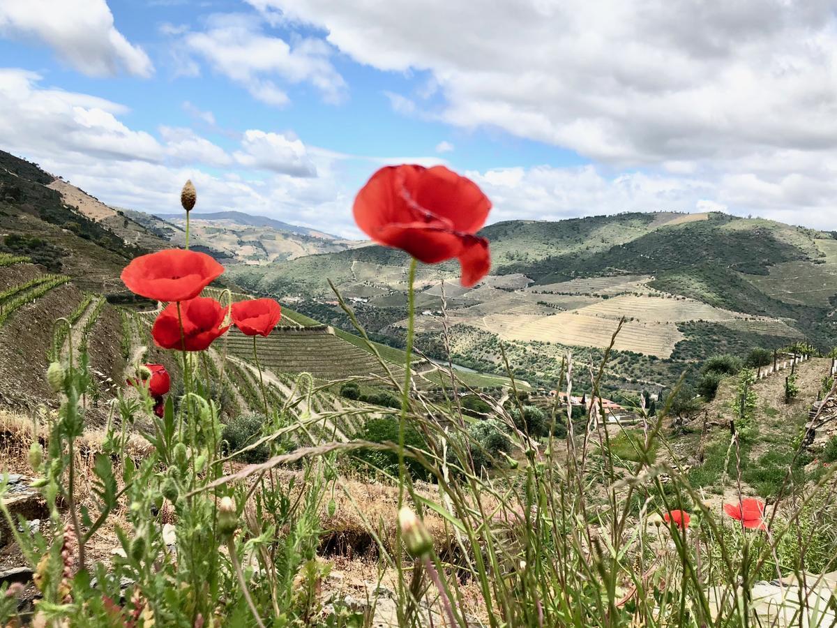 Quinta Da Gricha Hotell Ervedosa do Douro Eksteriør bilde